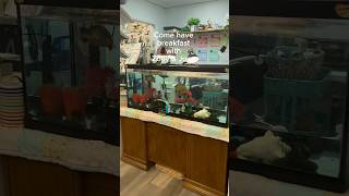 Yellow belly slider turtles eating breakfast artstudio turtlecare turtlelover turtles pets ￼ [upl. by Caassi13]