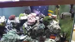 Dons Aquaripure Denitrator Video Testimonial [upl. by Yuhas]