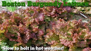 Boston Burgundy Lettuce  Lactuca sativa  My favorite lettuce [upl. by Smaoht]