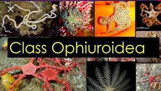 Class Ophiuroidea  Echinoderms [upl. by Alfonso502]