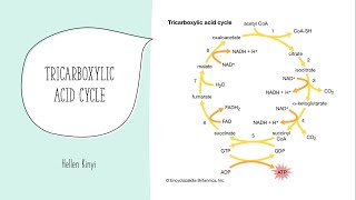 Tricarboxylic acid Cycle [upl. by Lamp12]