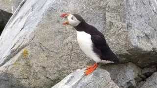 Atlantic Puffin Machias Seal Island NB Canada [upl. by Ragg]