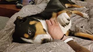 Entlebucher Sennenhund will gestreichelt werden [upl. by Vogel]