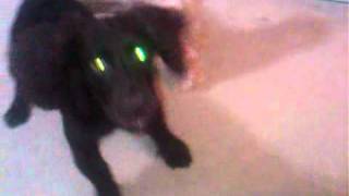 Boykin Spaniel barking at YouTube dogs [upl. by Vahe]