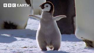 Best Penguin Moments  BBC Earth [upl. by Amin]