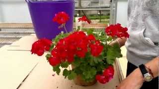 How to cut back pelargoniumsGeraniums [upl. by Eelrebmyk366]