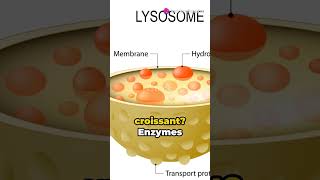 quotUnderstanding Digestion Carbohydrates Proteins and Lipidsquot youtubeshorts science [upl. by Claudy]