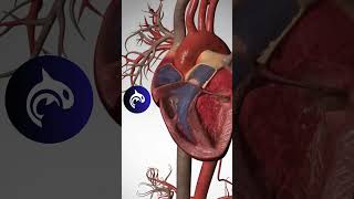 Heart Circulation  3D Animation heart heartbeat [upl. by Amapuna180]