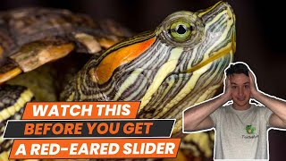 6 Things to Know BEFORE You Get a Red Eared Slider Turtle [upl. by Gae]