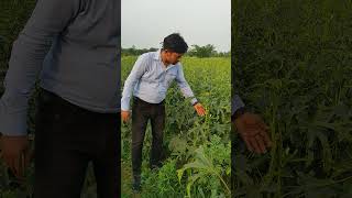 BASF Nunhems ka samrat Okra farming [upl. by Pegasus]