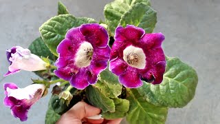 How to Plant Grow amp Care for GLOXINIA  Indoor or Outdoor Start to Finish [upl. by Cony]