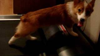 Corgi on a Treadmill funny cute [upl. by Ole835]