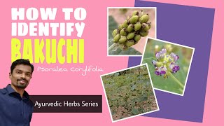 How to identify  Bakuchi Psoralea corylifolia  Ayurvedic Herbs Series [upl. by Aikcin]