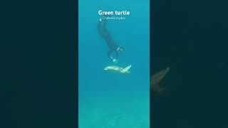 Snorkeling with a Green Turtle in Nusa Penida island Bali Indonesia Bali nature snorkeling [upl. by Cela499]