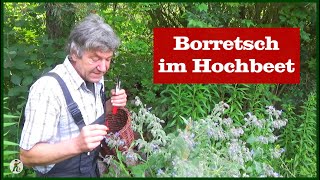 Borretsch im Hochbeet  Permakultur [upl. by Amikan]