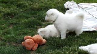 Samoyed puppies playing [upl. by Aleak]