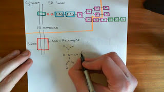 NLinked Glycosylation Part 4 [upl. by Etnemelc]