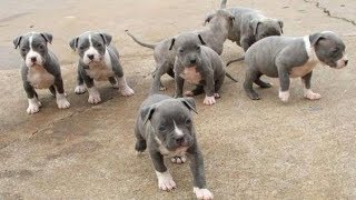 Pitt Bull Powerful Puppies [upl. by Bevers420]