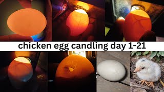 candling chicken eggs  egg checking with light 1 21 day [upl. by Norven]