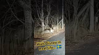 Walt Disney studios new production waltdisney wildlife sweden tyrestanationalpark kaphus [upl. by Hiltner]