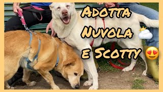 Cerchi un cane da adottare Guarda Nuvola e Scotty [upl. by Isabelle50]