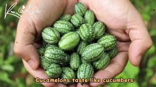 How to grow cucamelons [upl. by Aretse]