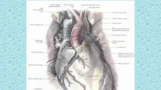 36 Thorax د أحمد كمال Sternocostal surface of the heart data [upl. by Aerdnaz]