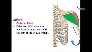 Muscles of Scapular Region  Movements of Scapula  Dr Ahmed Farid [upl. by Waylin]