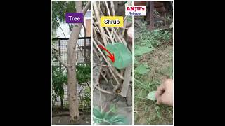 Difference between Trees Shrubs and Herbs shorts anjusscience [upl. by Ahsiekat]