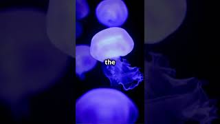 Craziest facts about jelly fish shorts jellyfish facts [upl. by Jelks322]