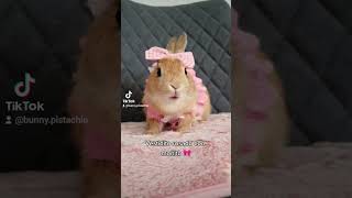 Probándole ropitas a mi conejita 🐰🎀 Baby Mochi y Pistachio los conejitos [upl. by Ecinom]