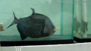 Piranha Feeding by AquaScapeOnline  Monsterfishkeeperscom [upl. by Donny]