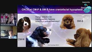 Lets Talk About Chiari and Syringomyelia with Professor Clare Rusbridge  Bliss Cavalier Rescue [upl. by Darrelle]