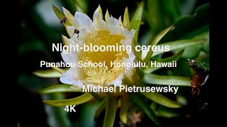 Night Blooming Cereus Punahou School Honolulu Hawaii [upl. by Irtimed]