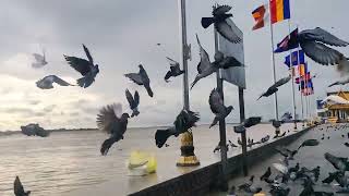 🐦Feeding Pigeons 🐦 animals birds like love eating happyfunny funnyvideoftypシpigeon travel [upl. by Liartnod]