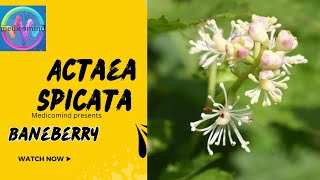 Actaea spicata  Great Rheumatic remedy medicomind actaeaspicata homoeopathy rheumatism [upl. by Velvet]