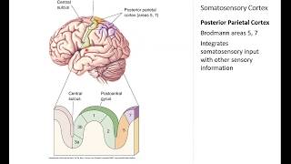 OSSM Neuro Chapter 12  Somatosensory Cortex [upl. by Clere]