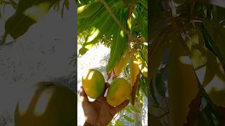 Picking the beautiful mango 🥭please subscribe viralvideo [upl. by Polash]