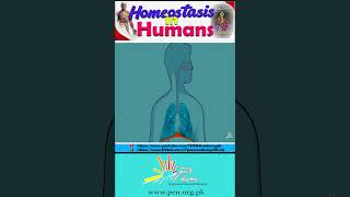 Homeostasis In Humans I Biology [upl. by Croteau]