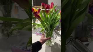 Tulip Care Tips How to Keep Your Flowers Upright and Beautiful [upl. by Nna]