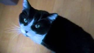 The best kitty in the world meowing [upl. by Kurt]