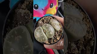 Oct 01 2024  New Lithops Kiddo [upl. by Anitsirhc279]