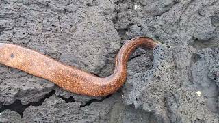 Caught a Morrey Eel from the rocky cliffs at Naalehu Hawaii [upl. by Frayne]