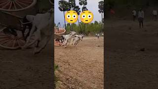 Bull race stunt 😳🤞🔥🔥  Bull Race  Andhra Pradesh  India trending reels shorts viralvideo [upl. by Bendick]