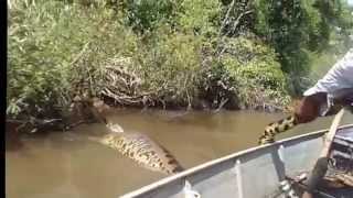 Worlds Largest Snake Found in Amazon River Anaconda 2016 [upl. by Atnuahs]