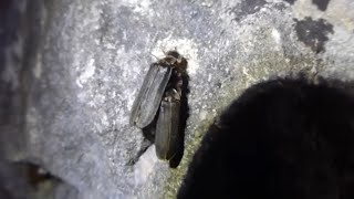 Glow Worms Mating  Lampyris noctiluca [upl. by Farrah349]