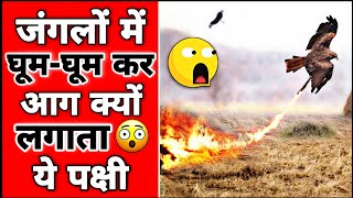 ये पक्षी अपने ही जंगल में आग क्यों लगा देता है😱😱Fact2Fact Shorts [upl. by Attener]