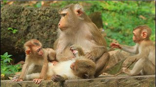 Very cold Libby is attentive Monkey RB suddenly cute babies Lexi amp Jenifer across to stare to BOBO [upl. by Locklin]