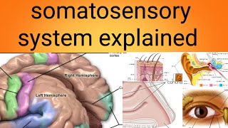 somatosensory systemphysiology lecture 11 [upl. by Foulk]