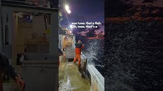 BEST SUSHI a nice run of bigeye shorts tuna COMMERCIALFISHING [upl. by Eellehs]